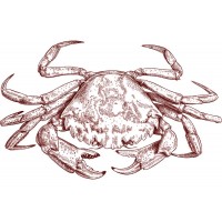 Sea Crab Vector