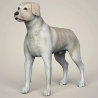 3D Model of Dog