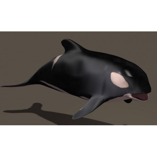 3D Model of Killer Whale