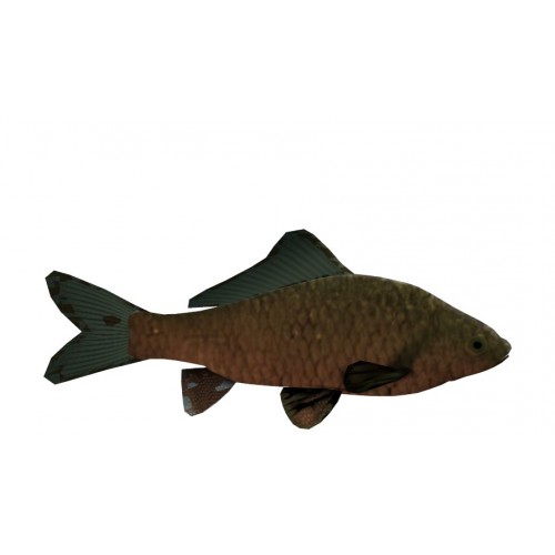 3D Model of Fish