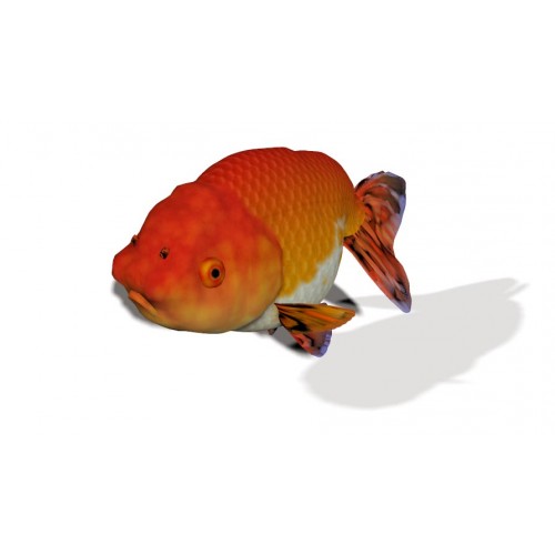 3D Model of Goldfish